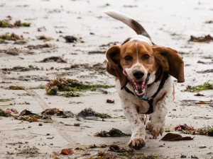 Basset Hound Running