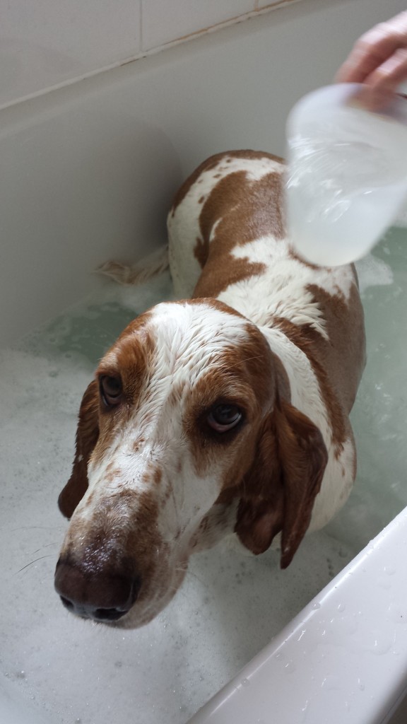 Basset Hound