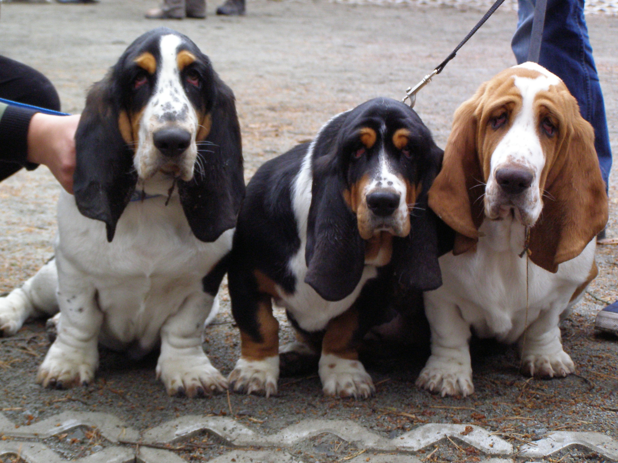 three basset hounds