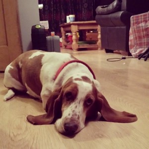 Cute Basset Hound