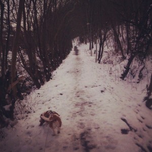 basset hound collar