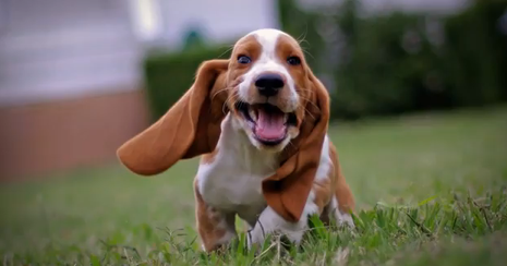 Basset Hound Puppy running