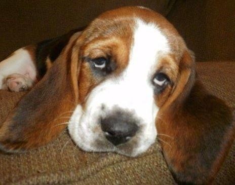 Basset Hound puppy