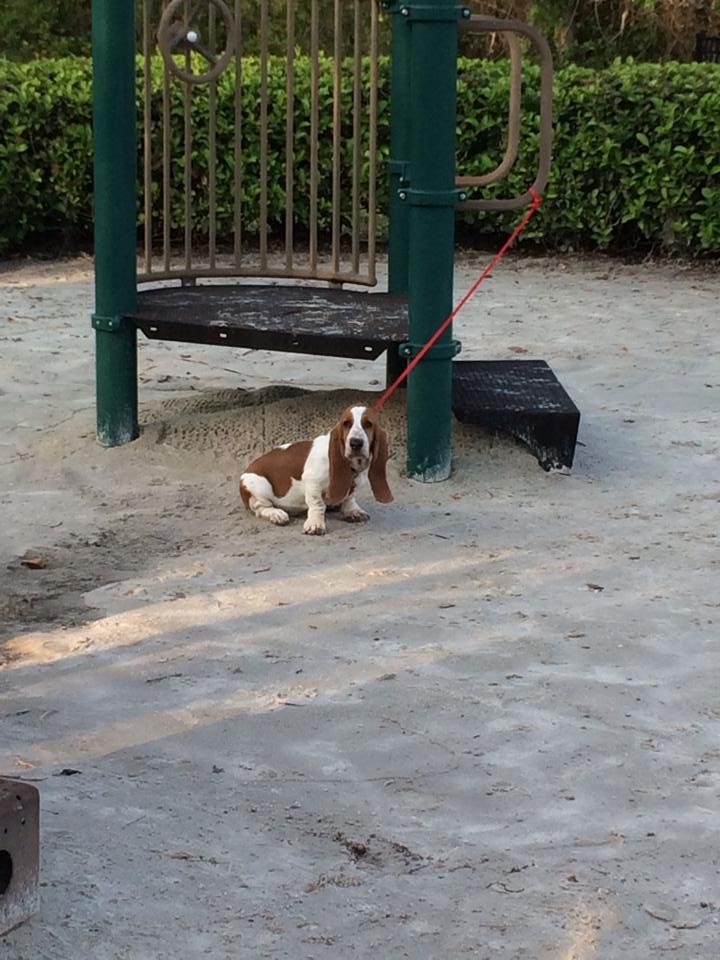 Basset Hound puppy