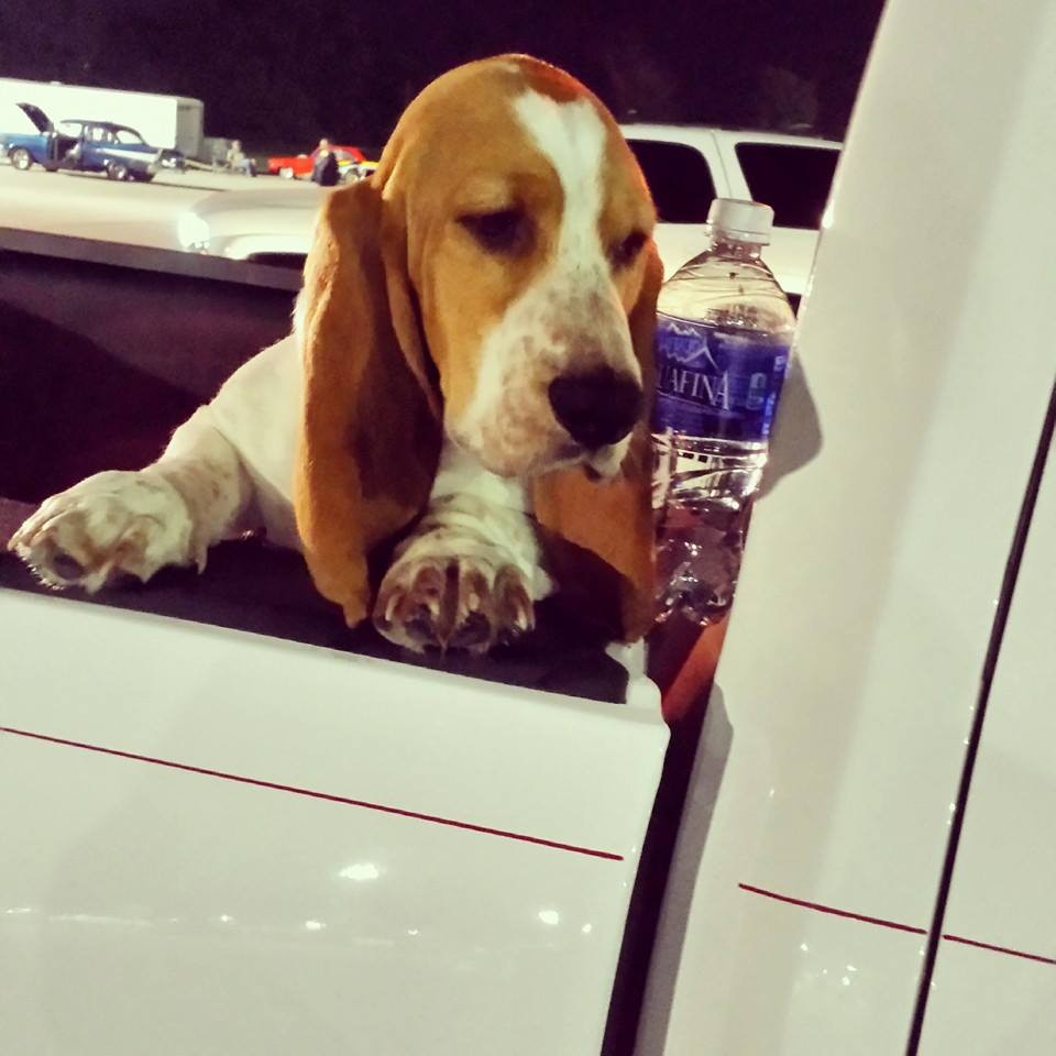 Basset Hound puppy