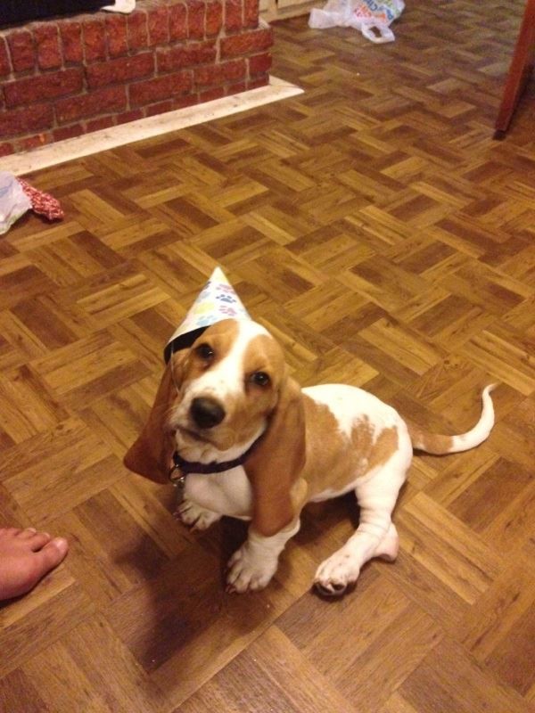 Basset Hound puppy