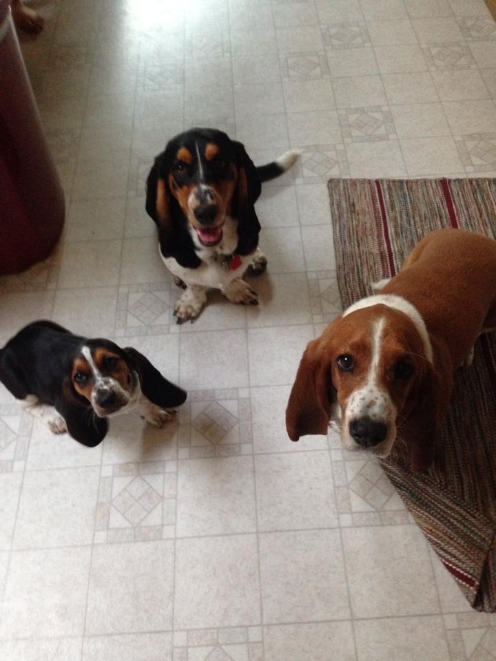 basset puppies