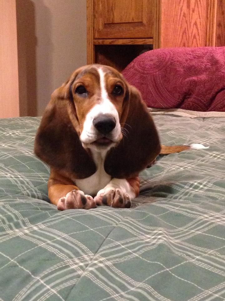 basset hound puppy