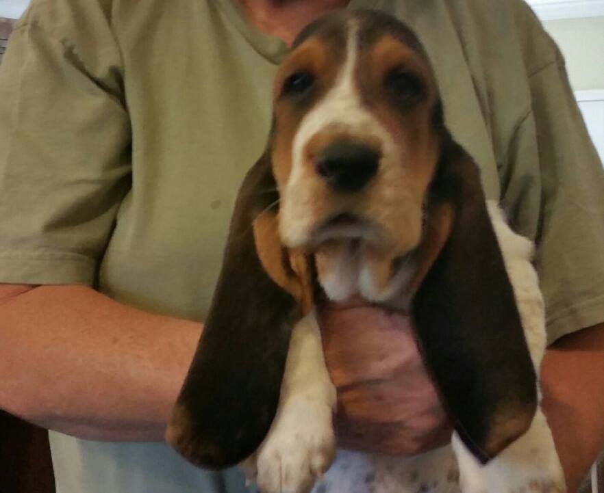 Basset Hound Pup