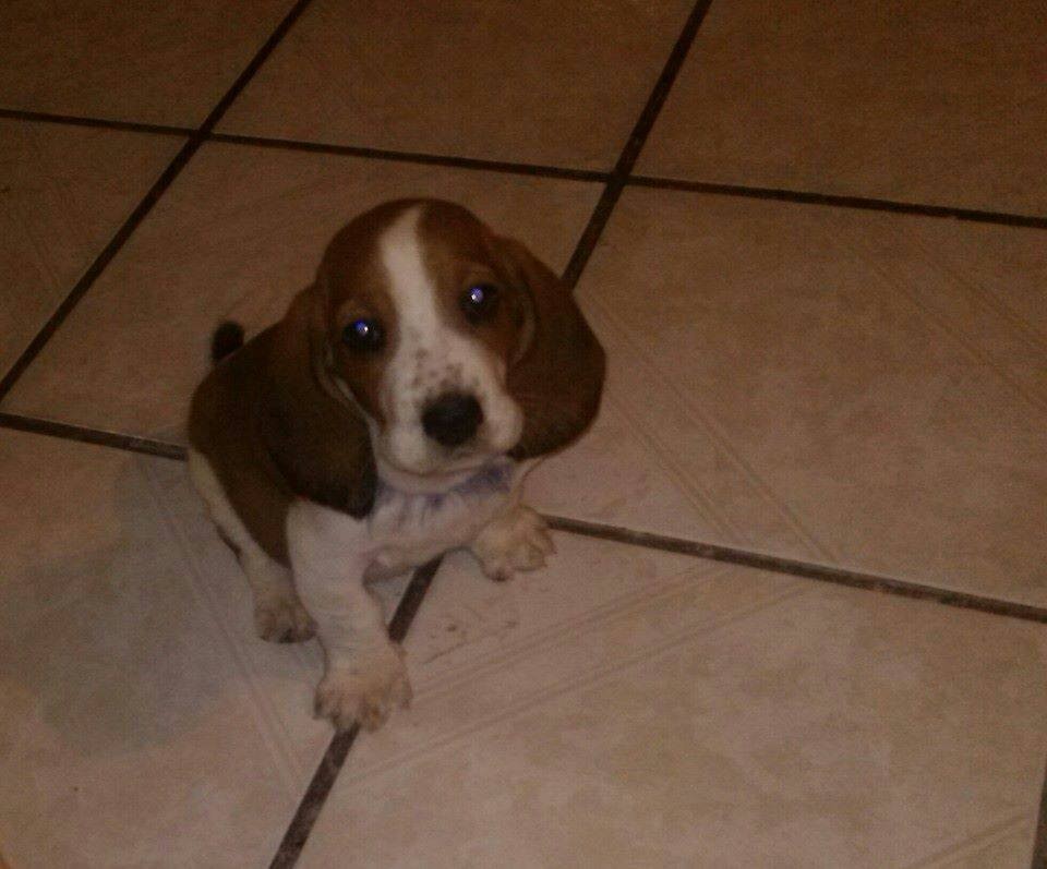 basset hound pup