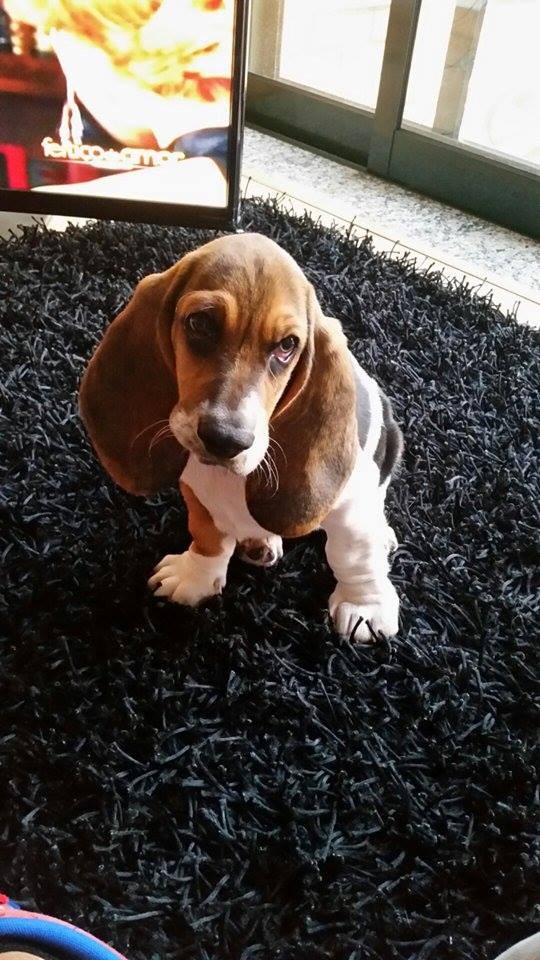 basset hound pup