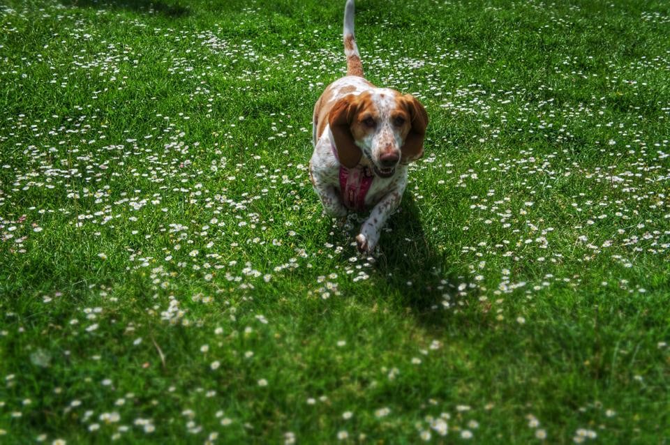 basset hound running