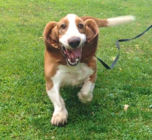 basset hounds running