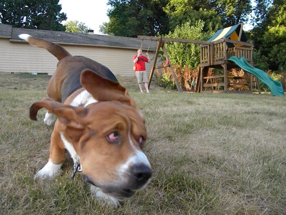 basset hound running