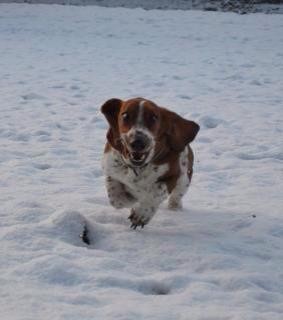 basset hounds running