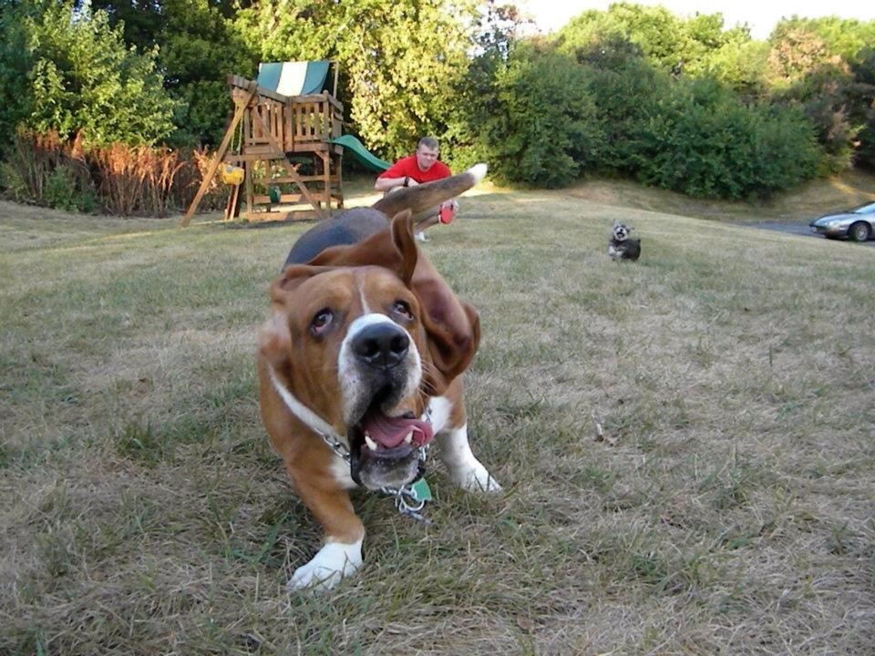 basset hound running