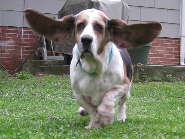 basset hounds running