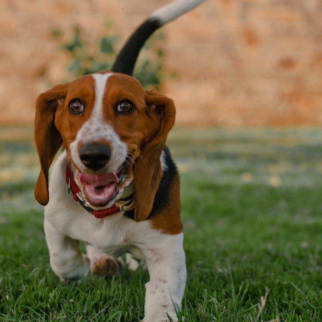 basset hound running