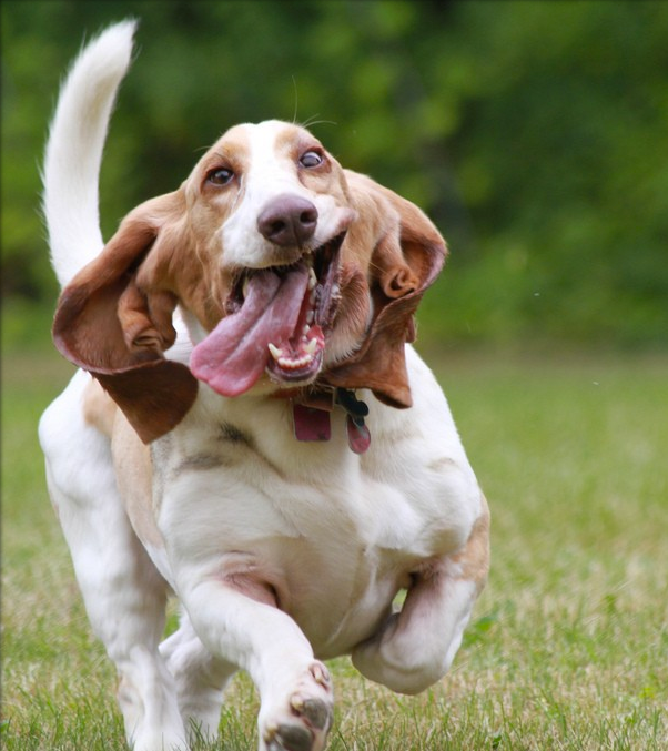basset hounds running