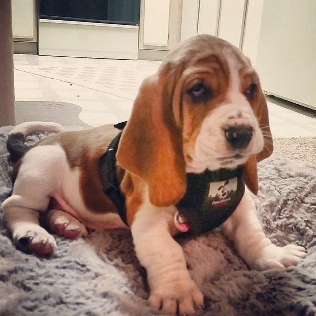 basset hound puppy