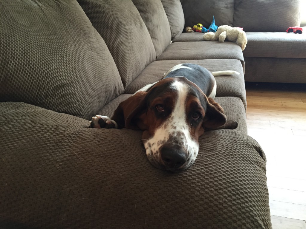 camden basset hound pictures