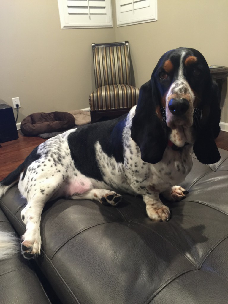 Basset Hound Pictures