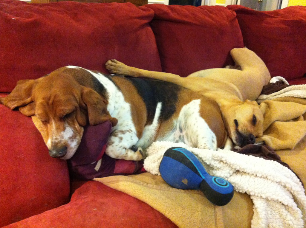 Sadie & her friend relaxing on the couch!