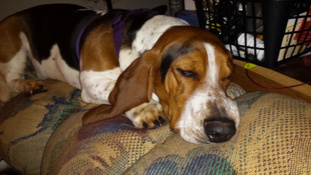 basset hound pictures