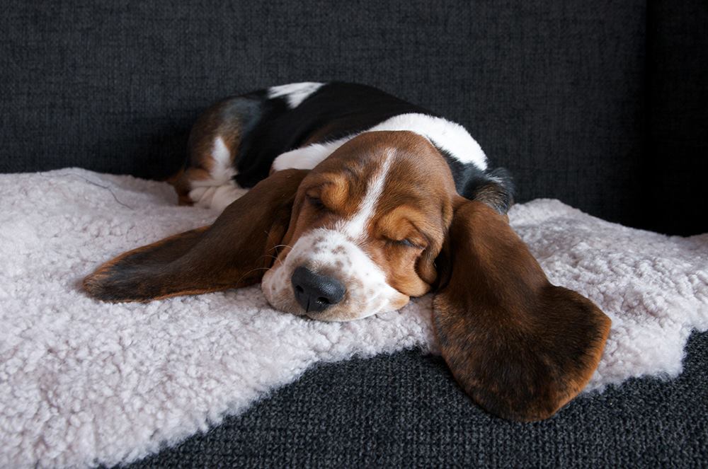 Banksy the basset puppy relaxing