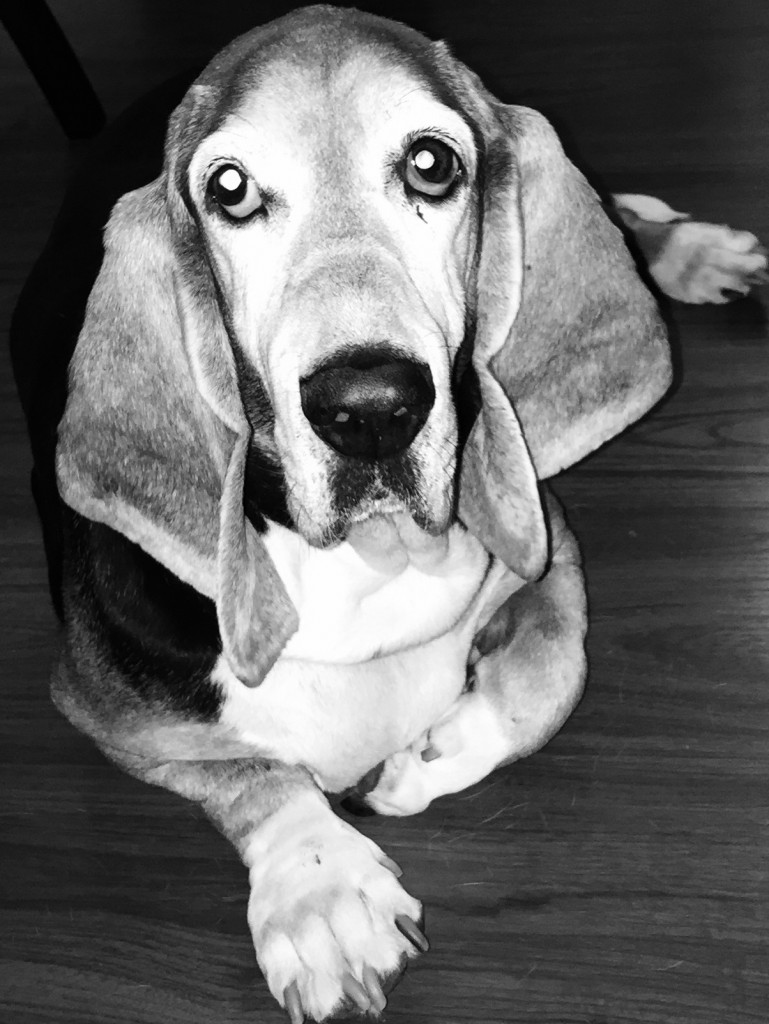 basset hound