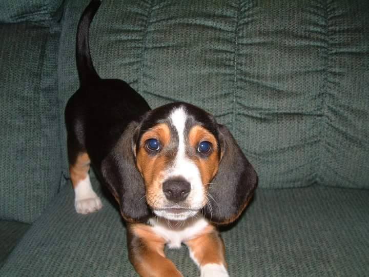 Basset hound puppy