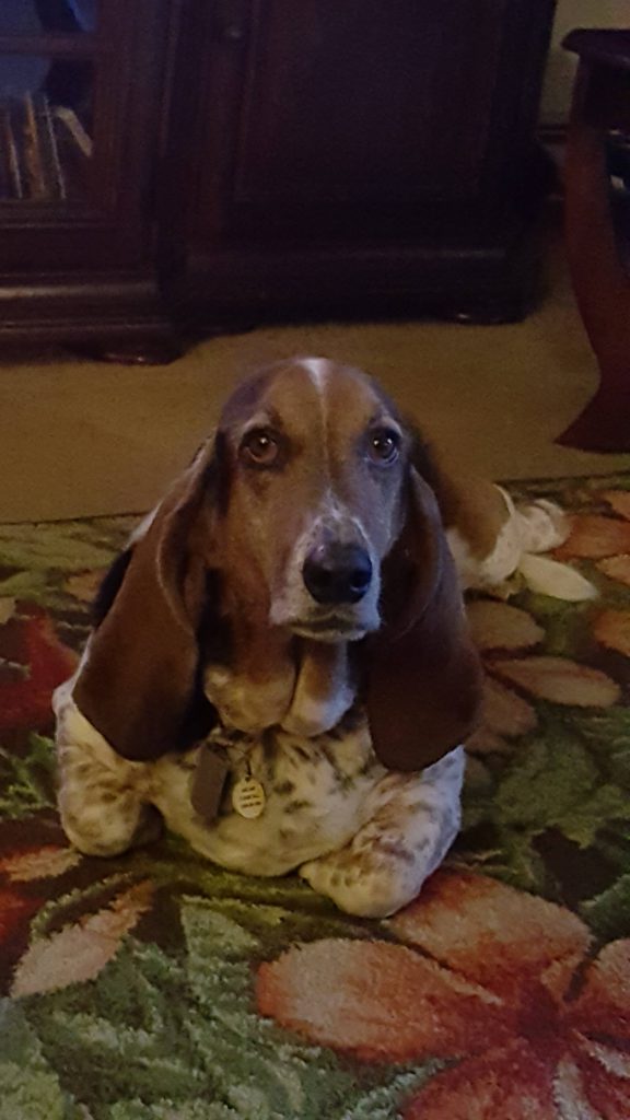 www.bassethoundworld.com