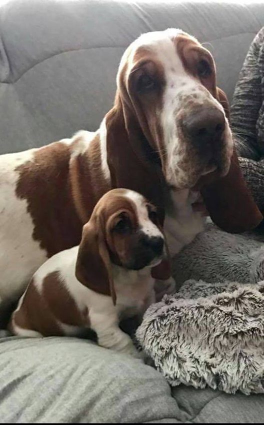 www.bassethoundworld.com