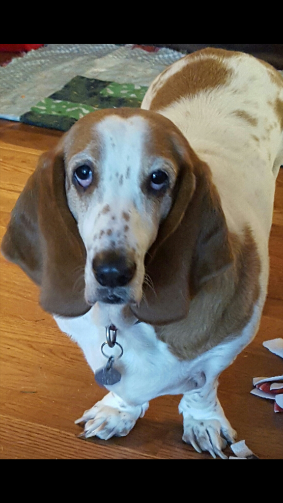 www.bassethoundworld.com