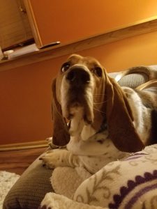 Basset Hound Names