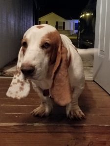 basset hound origin