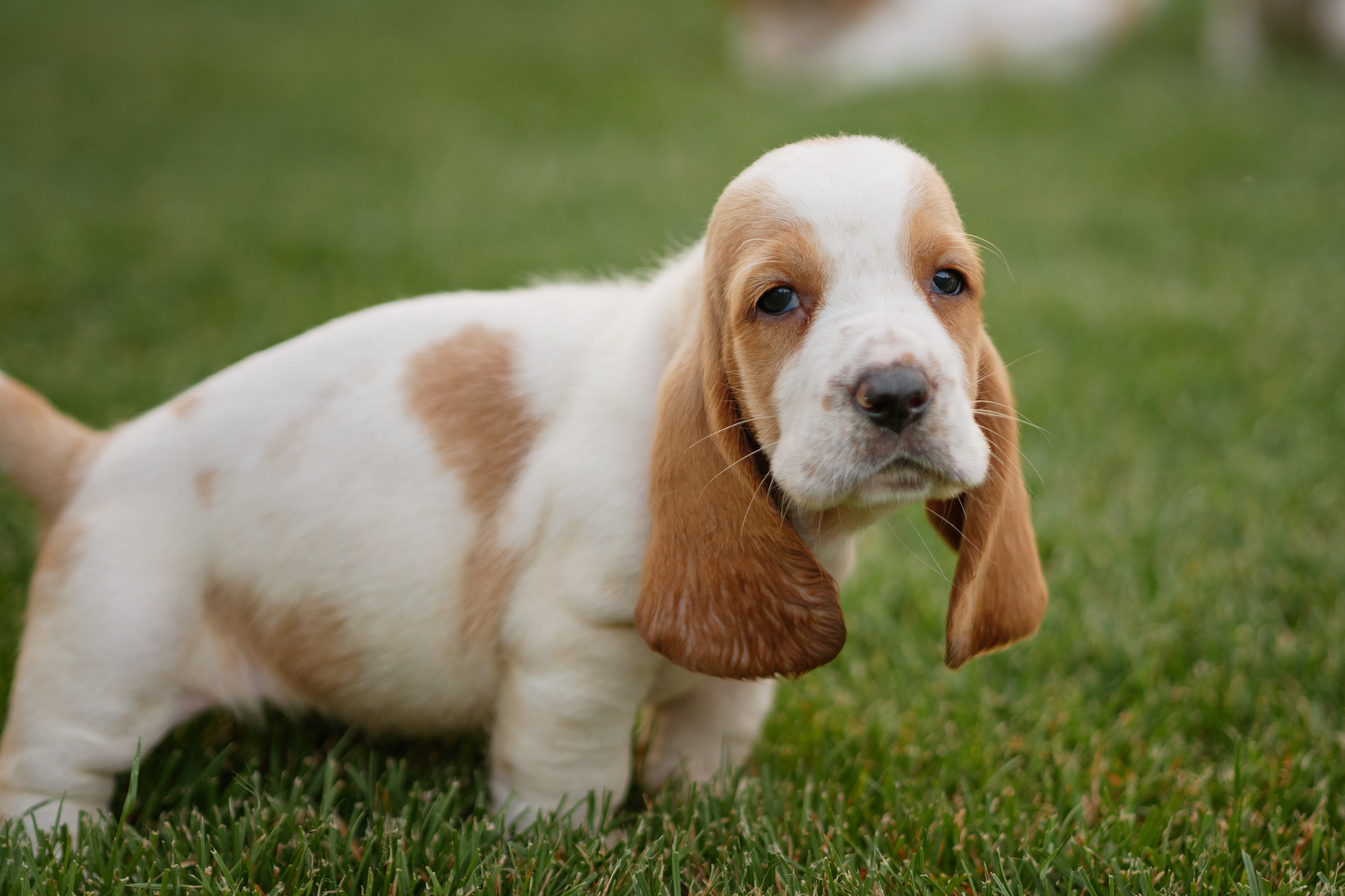 best dog food for basset hounds