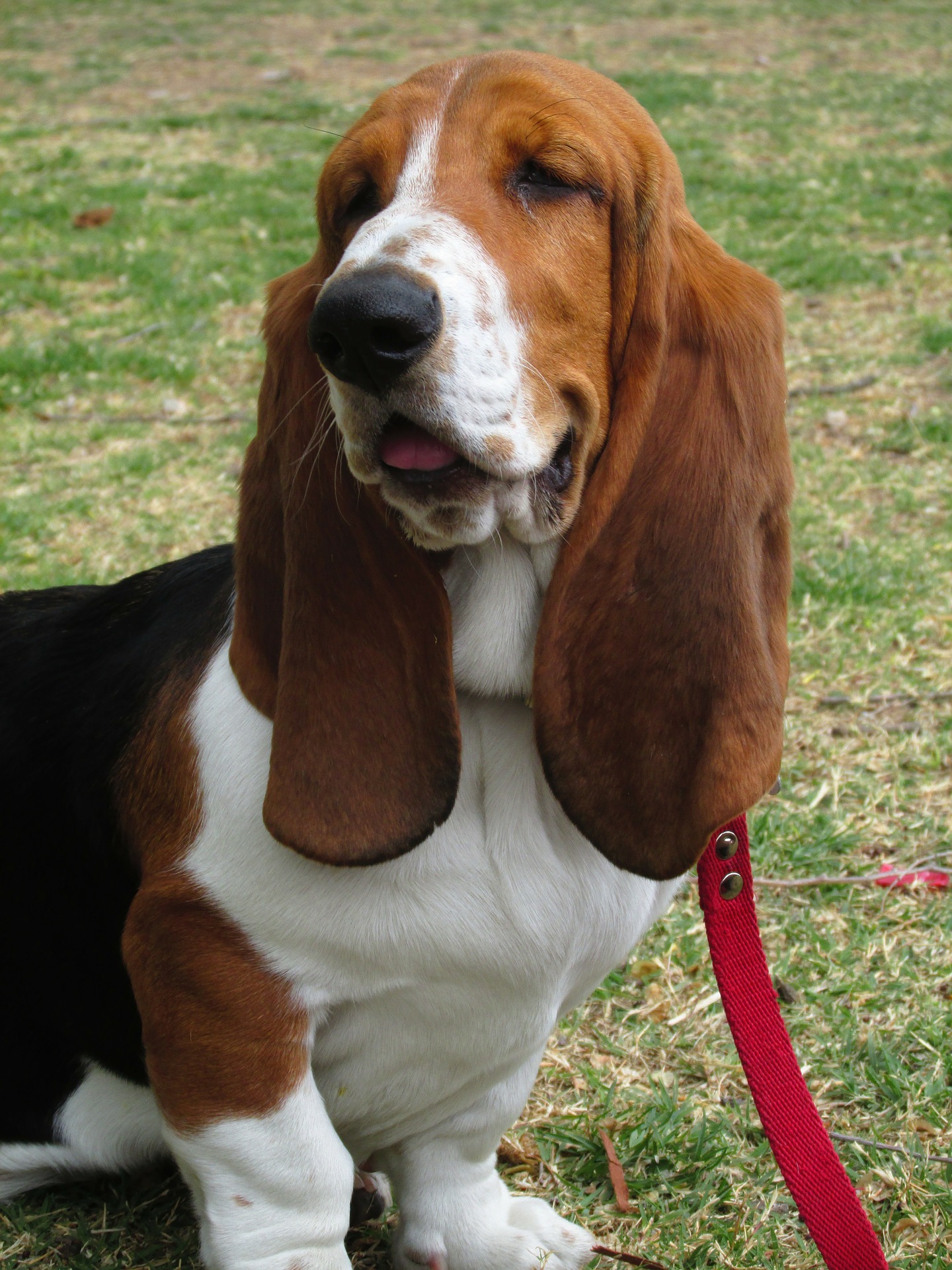 best dog food for basset hounds