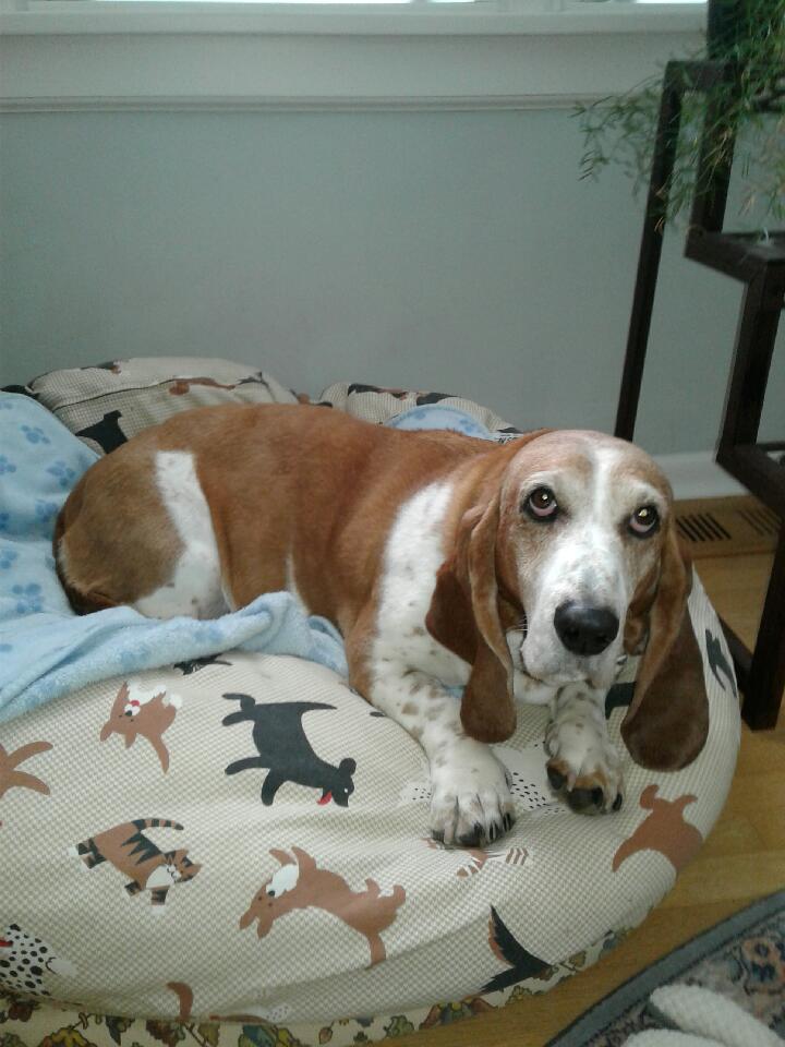Basset hound pumpkin sale