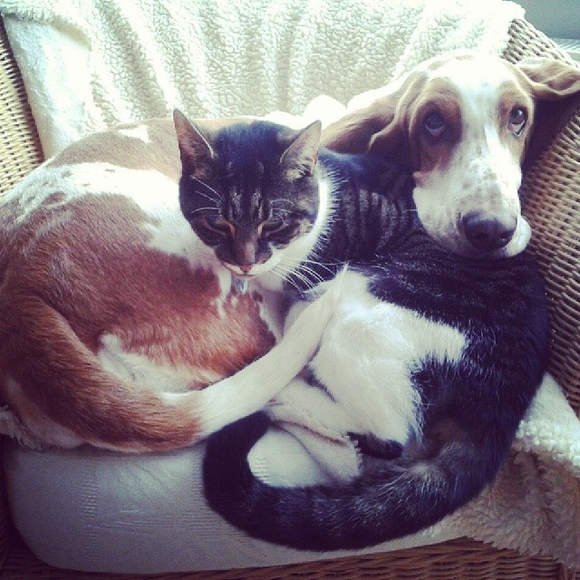 Basset Hound and Cat