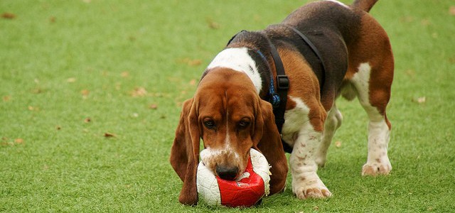 A basset hound toy that your dog will adore!