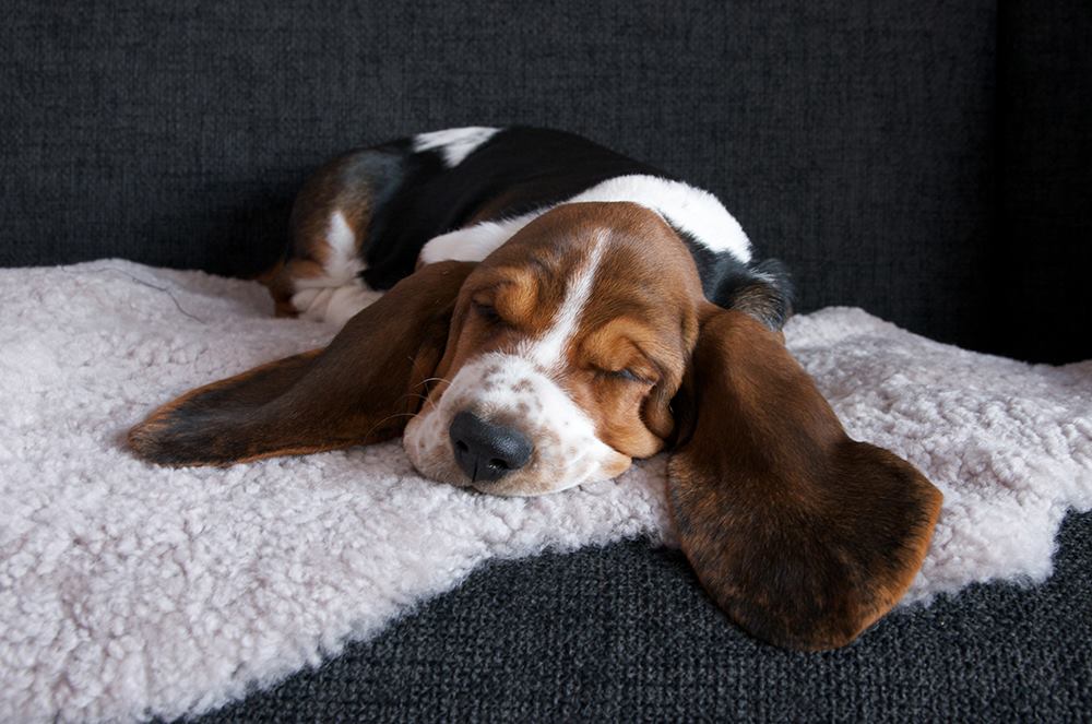 baby basset hounds