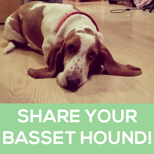 Share your Basset hound picture!