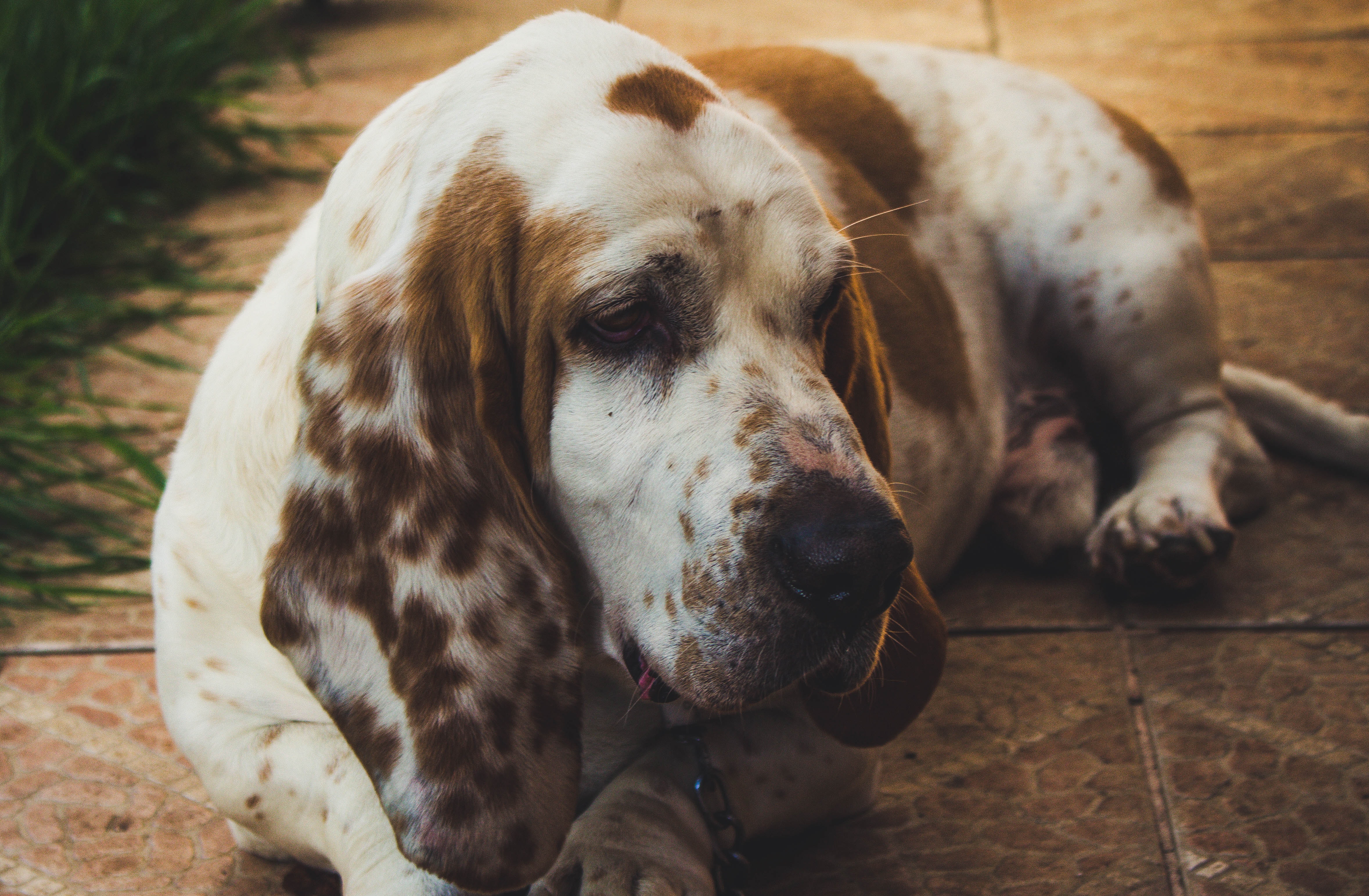 what do you feed your basset hound