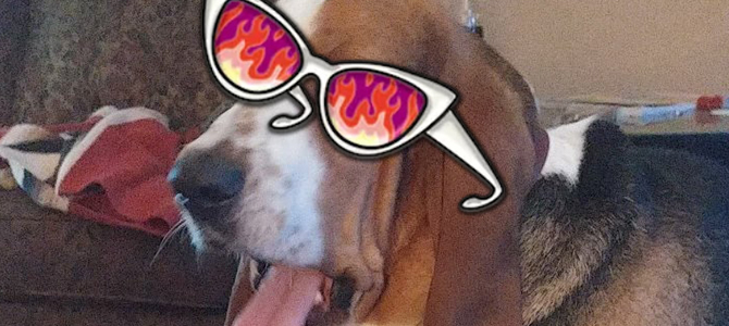 Bella – basset hound in sunglasses