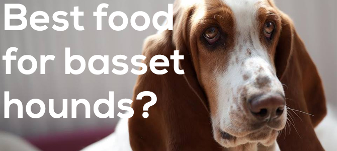 what do you feed your basset hound