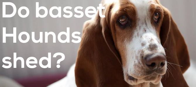 Do basset hounds shed Basset Hound World