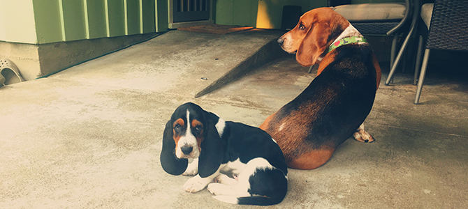 Baxter and Amos!