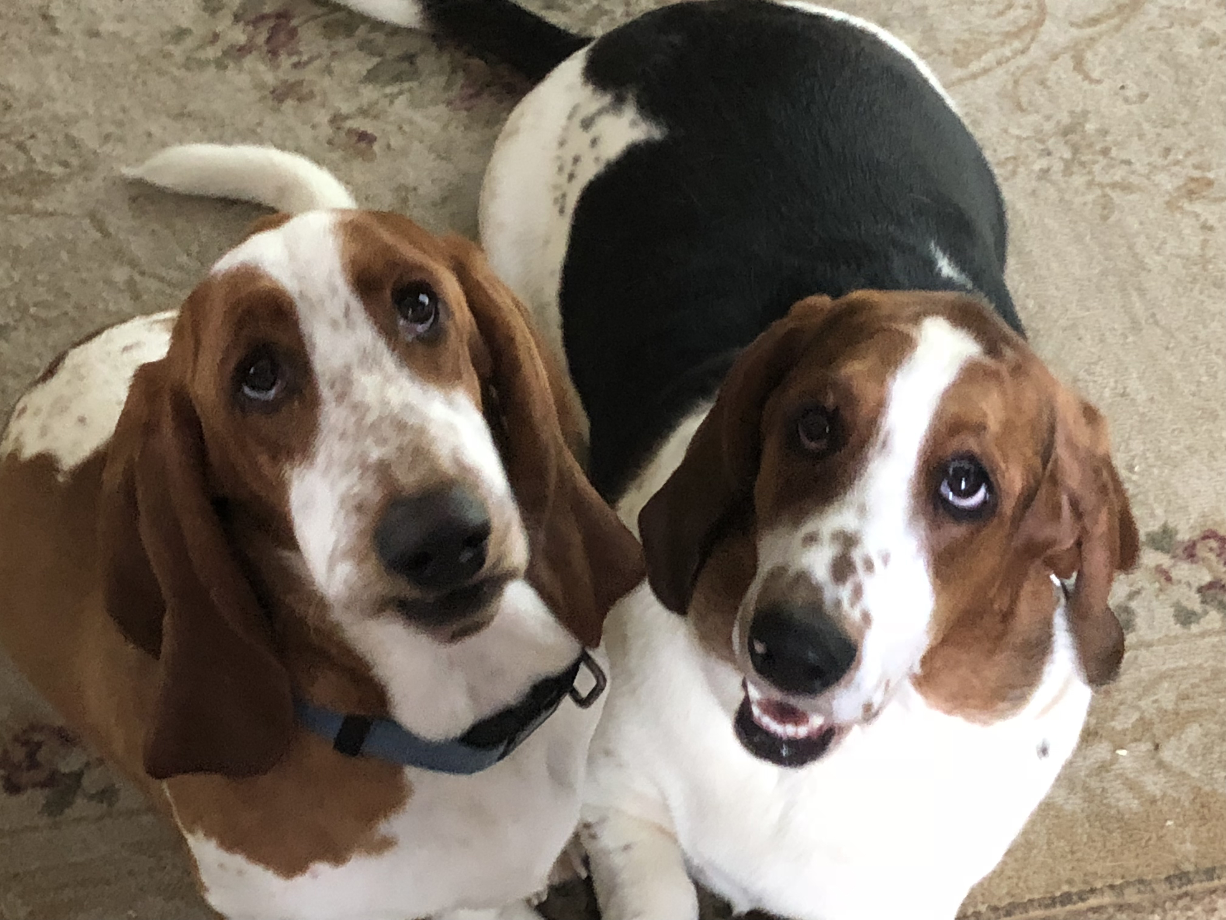 basset hound picture