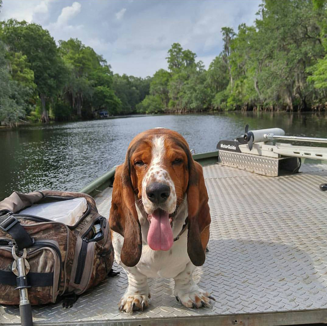 basset hound picture